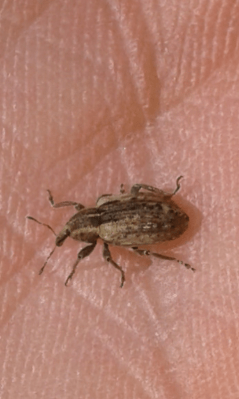 Curculionidae : Hypera sp.? Sì, Hypera postica